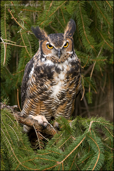 Photo :: Great Horned Owl perched in tree