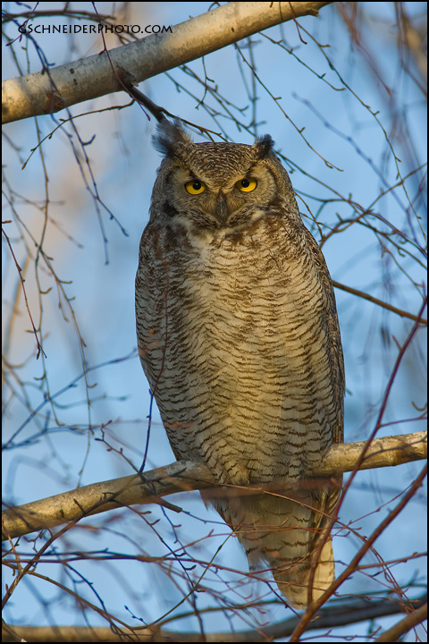 Great Horned Owl