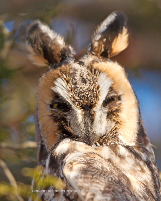 Long-Eared Owl head portrait