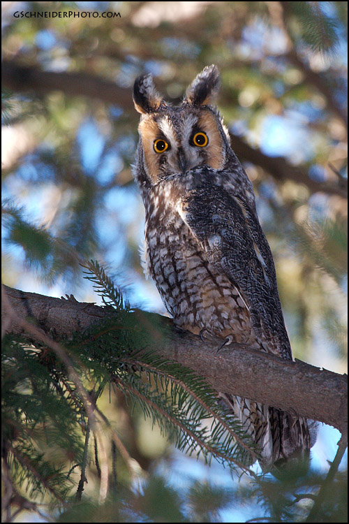 Long-Eared Owl perched in clearing