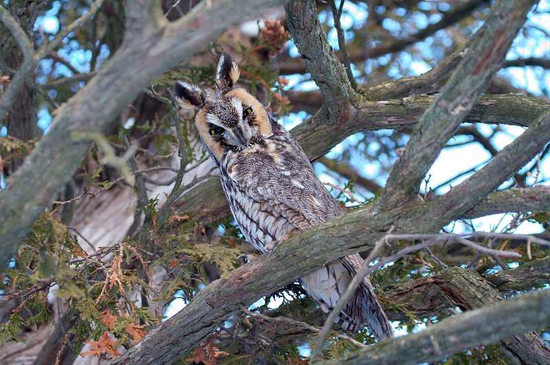 Long-Eared Owl (4650)
