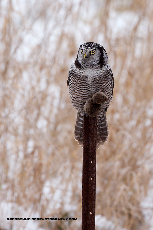 Northern Hawk Owl with kill