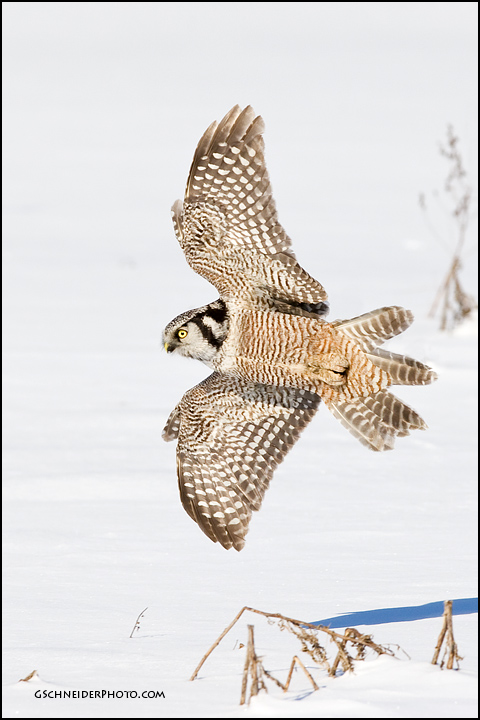 Northern Hawk Owl banking