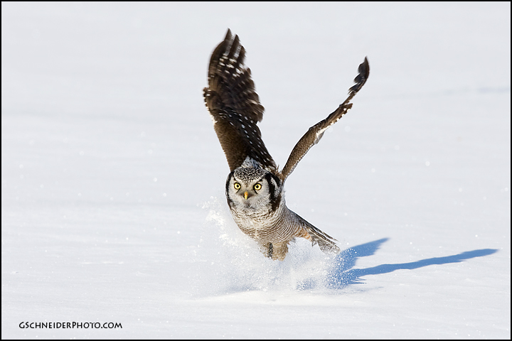 Northern Hawk Owl catching prey