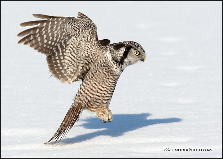 Northern Hawk Owl in flight