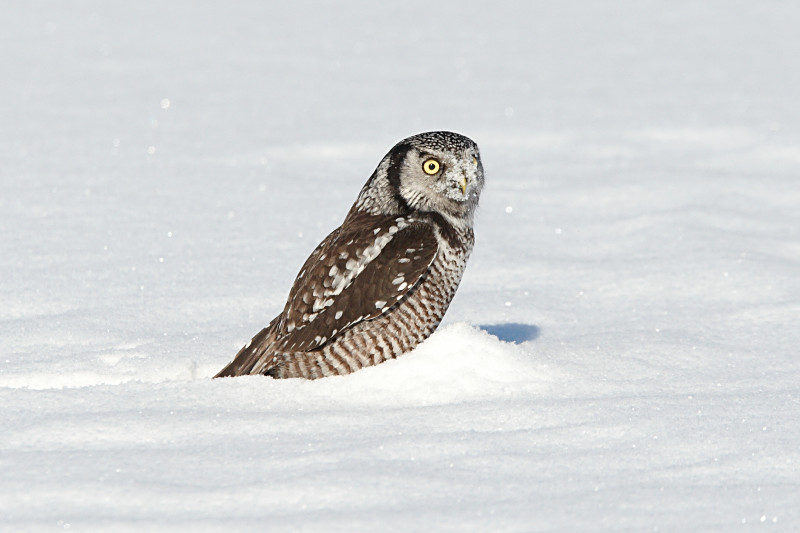 Northern Hawk Owl on kill in the snow