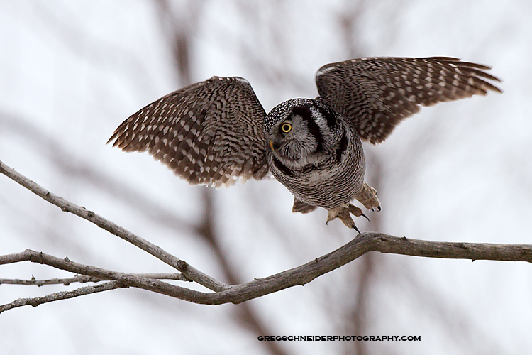 Northern Hawk Owl takeoff