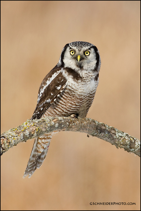 Northern Hawk Owl (7854)