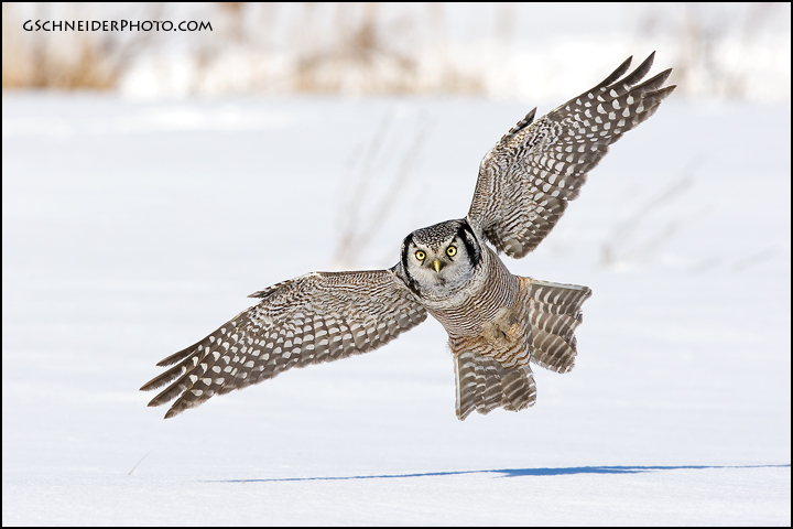 Northern Hawk Owl in flight