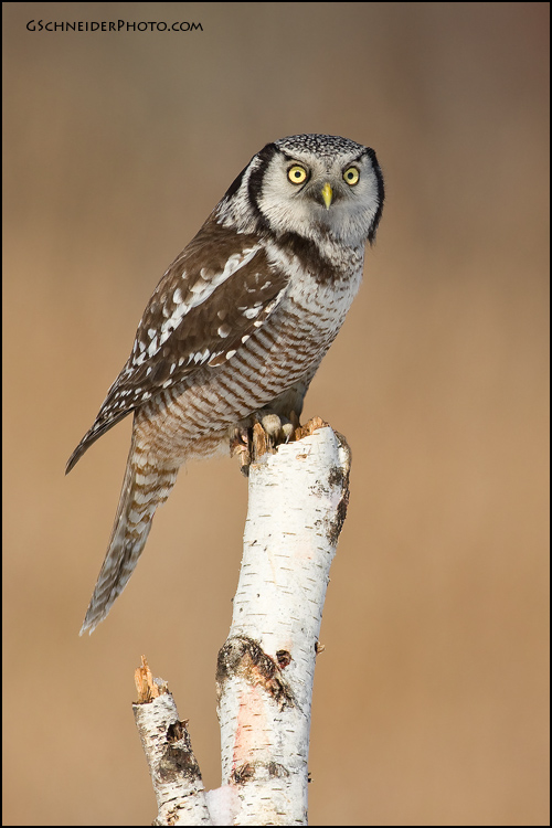 Northern Hawk Owl perched on stump