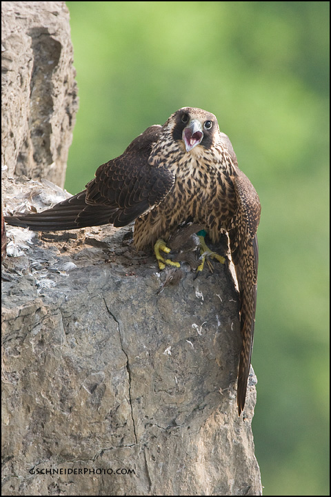 Juvenile peregrine with Spotted Sandpiper