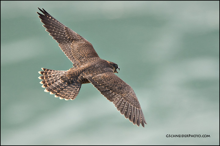 Peregrine Falcon calling in flight