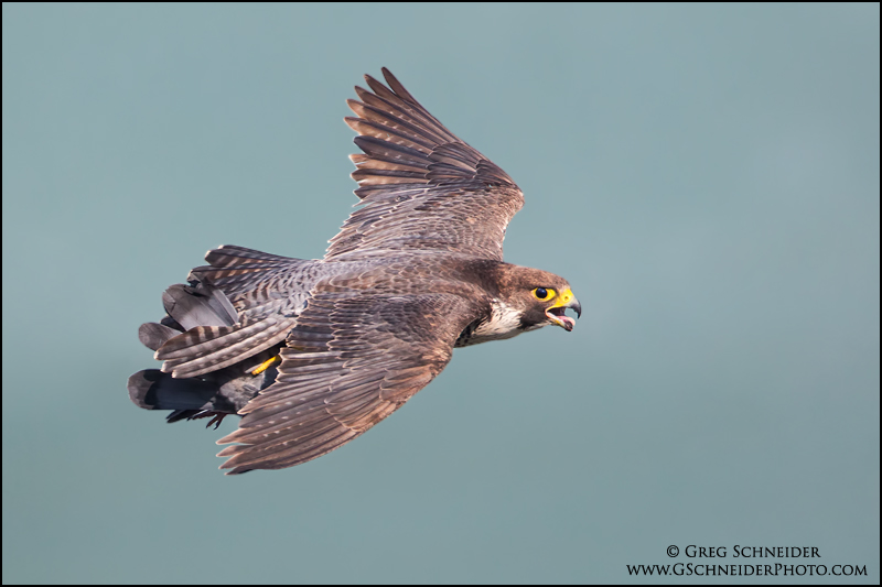 Adult peregrine in flight with pigeon prey