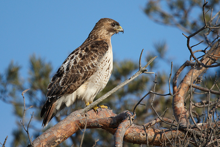 Red-Tailed Hawk