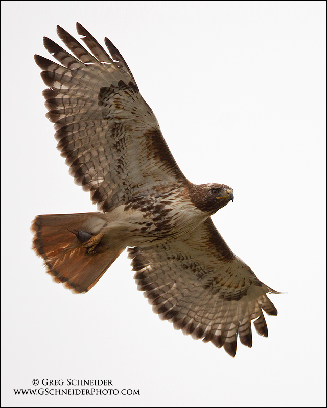 Red-Tailed Hawk flying with prey