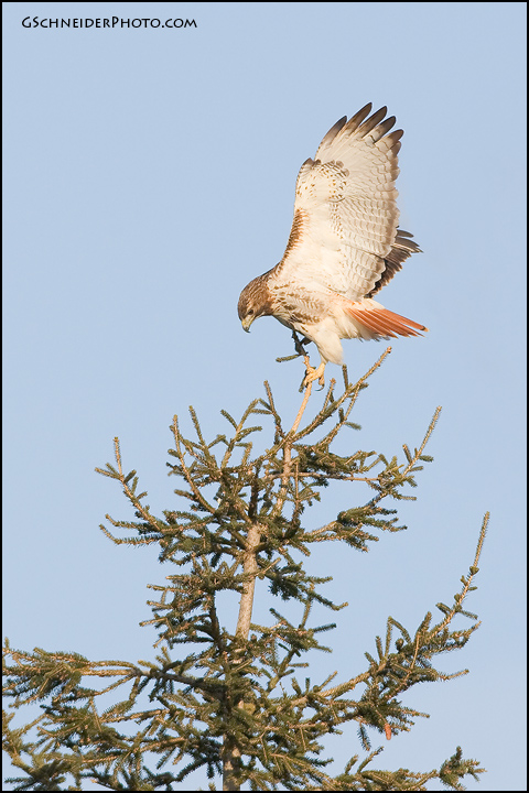 Red-tailed Hawk