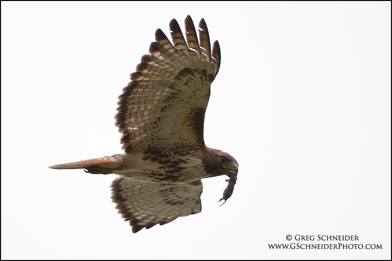 Red-Tailed Hawk in flight with vole