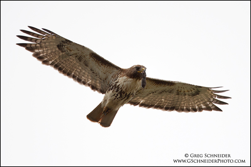 Red-Tailed Hawk in flight