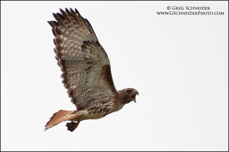Screaming Red-Tailed Hawk