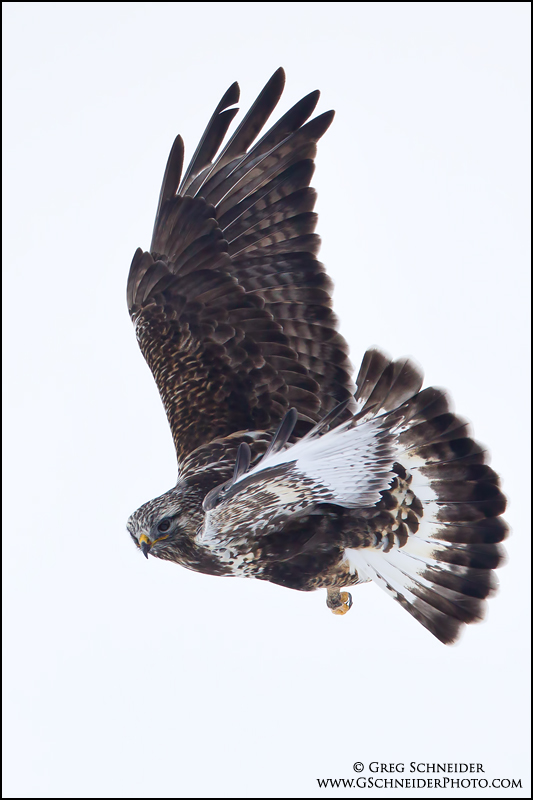 Rough-legged Hawk banking