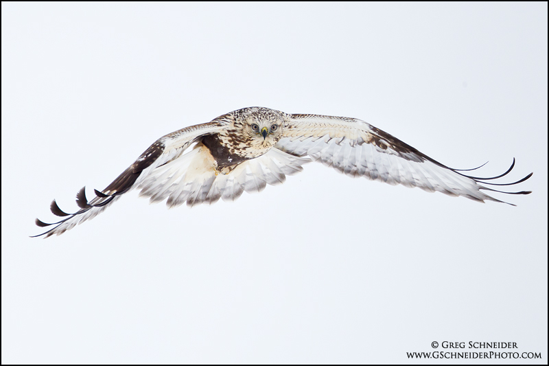 Juvenile Rough-legged Hawk flying head on