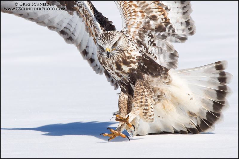 Photo Roughlegged Hawk landing on snow