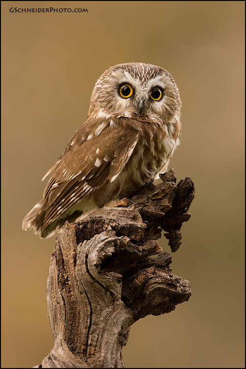 Northern Saw-Whet Owl