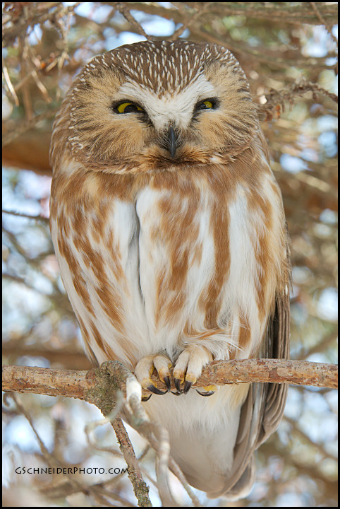 Northern Saw-Whet Owl relaxed pose
