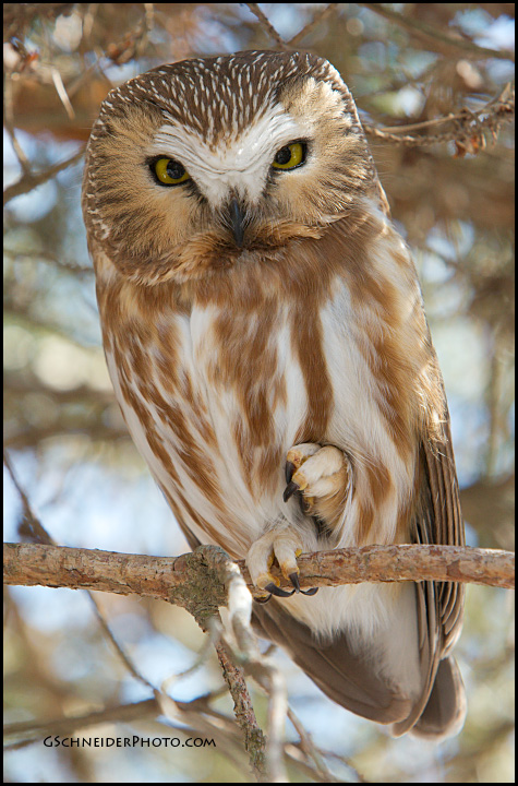 Northern Saw-Whet Owl stare