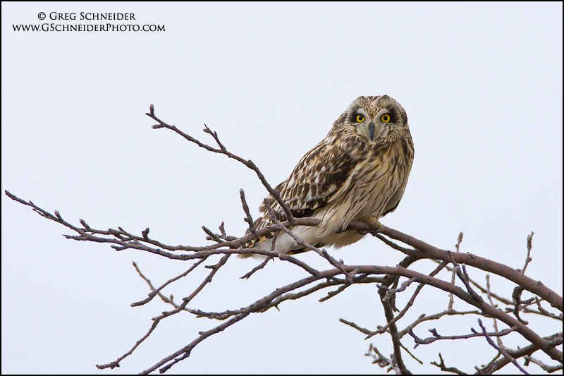 Short-eared Owl