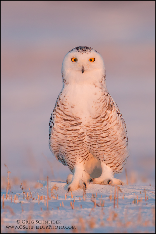 Female Snowy Owl alert pose at sunset