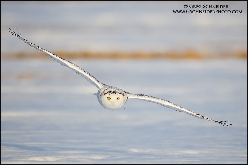 Snowy Owl incoming