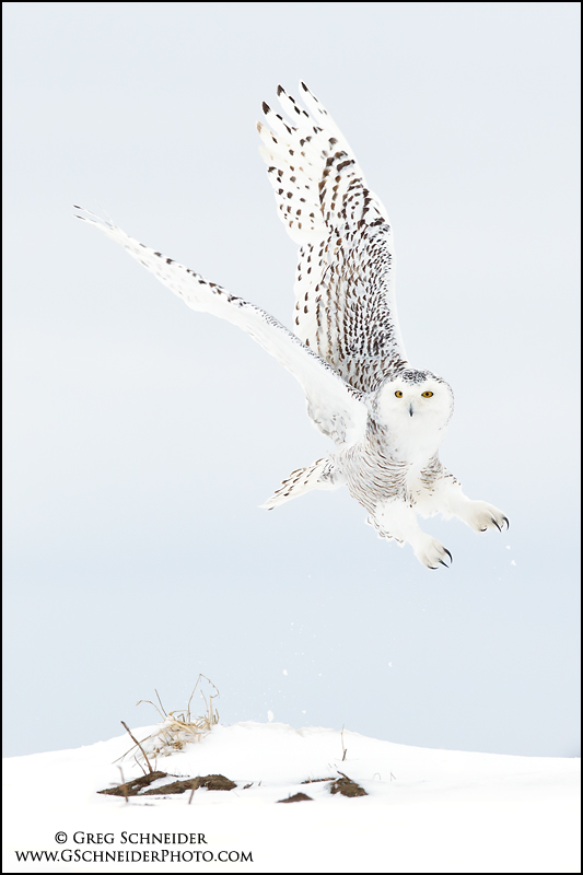 Snowy Owl taking off from snowy field