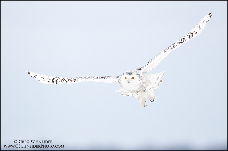 Snowy Owl soaring above trees