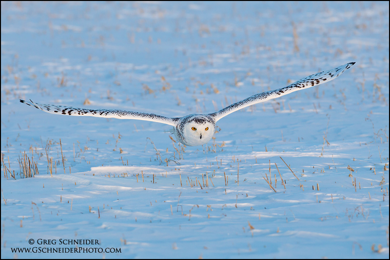 Snowy Owl hunting prey (male)