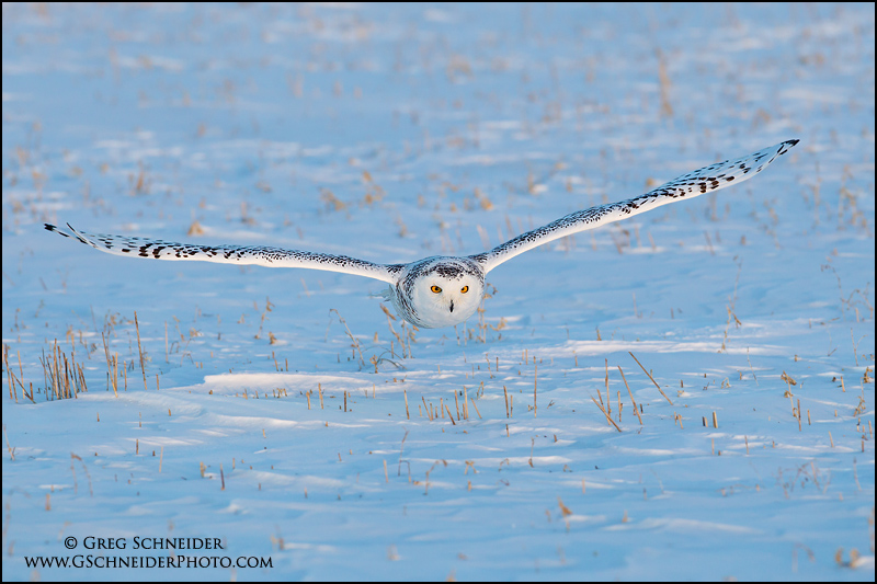 snowy_owl-2604.jpg?m=1293421672
