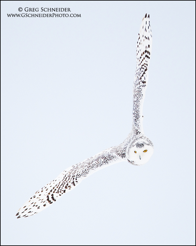 Banking Snowy Owl