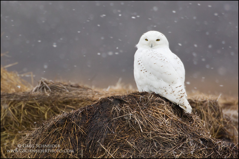 Snowy Owl on hay bale