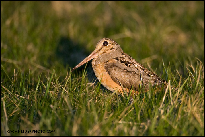 American Woodcock