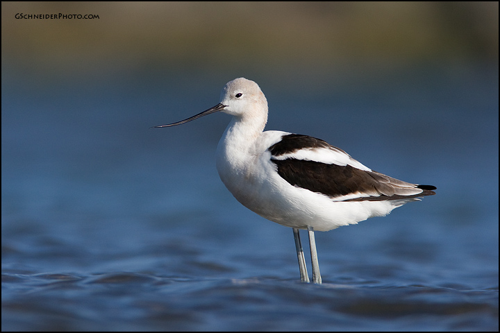 Juvenile American Avocet