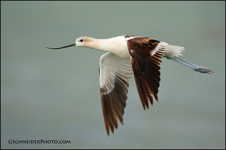 American Avocet in flight
