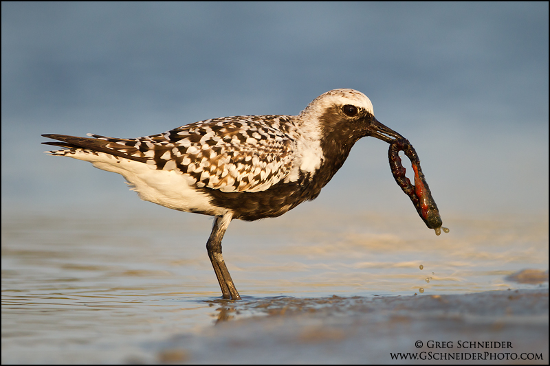 Black-bellied Plover with worm prey