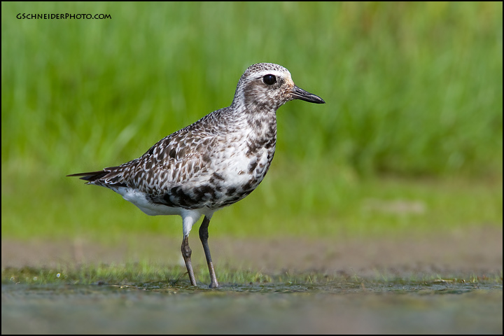 Black-Bellied Plover