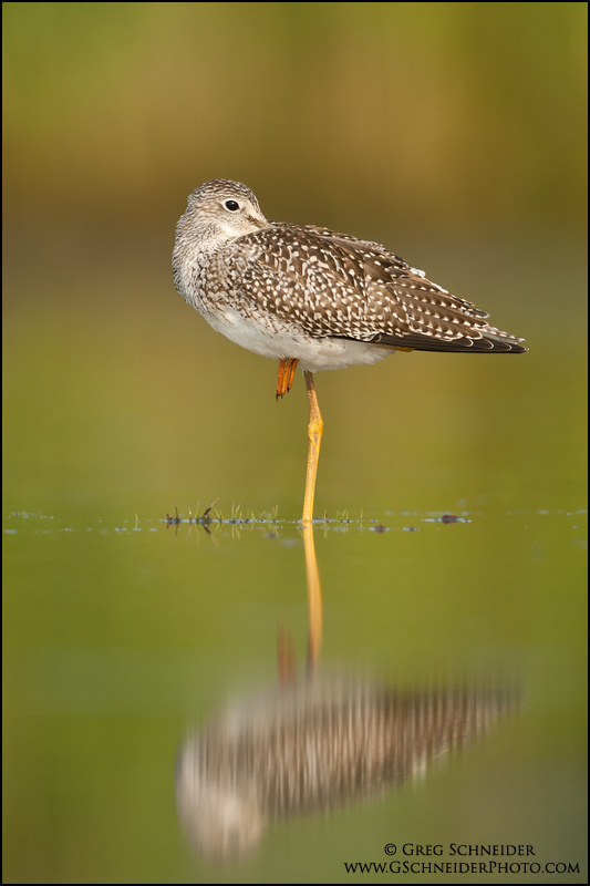 Greater Yellowlegs at rest