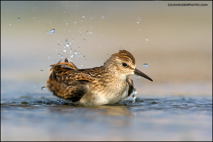 Least sandpiper bathing (6613)