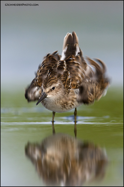Least Sandpiper drying off (6441)