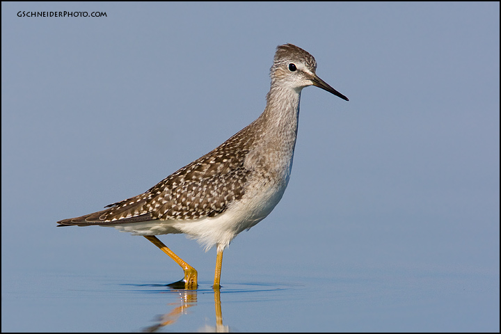 Lesser Yellowlegs in calm water (5950)
