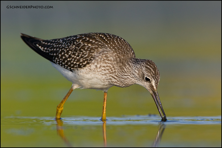 Lesser Yellowlegs with food (7007)