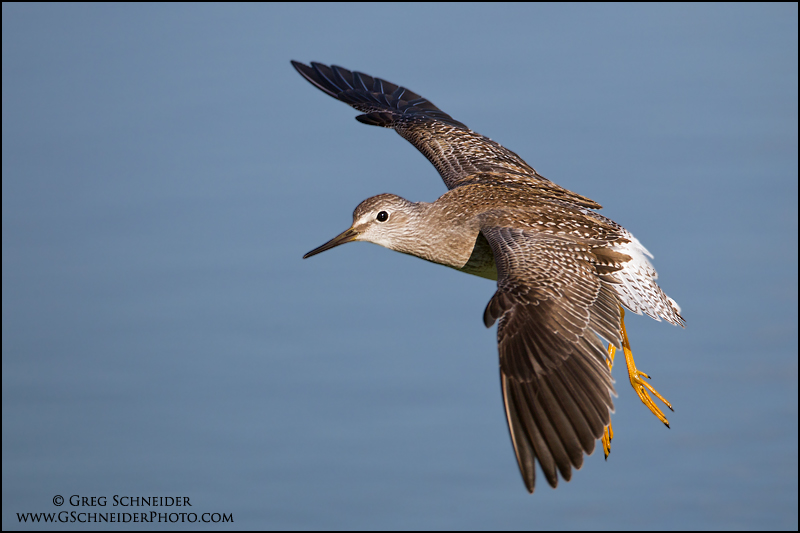 Lesser Yellowlegs (Tringa flavipes) in flight with wings flared