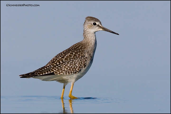 Lesser Yellowlegs look back (5947)